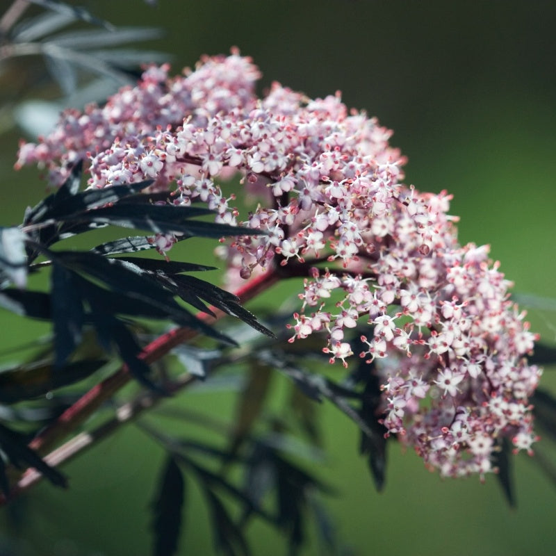 A close-up photo of the small, pink, clustered flowers of Sambucus 'Black Lace' elderberry