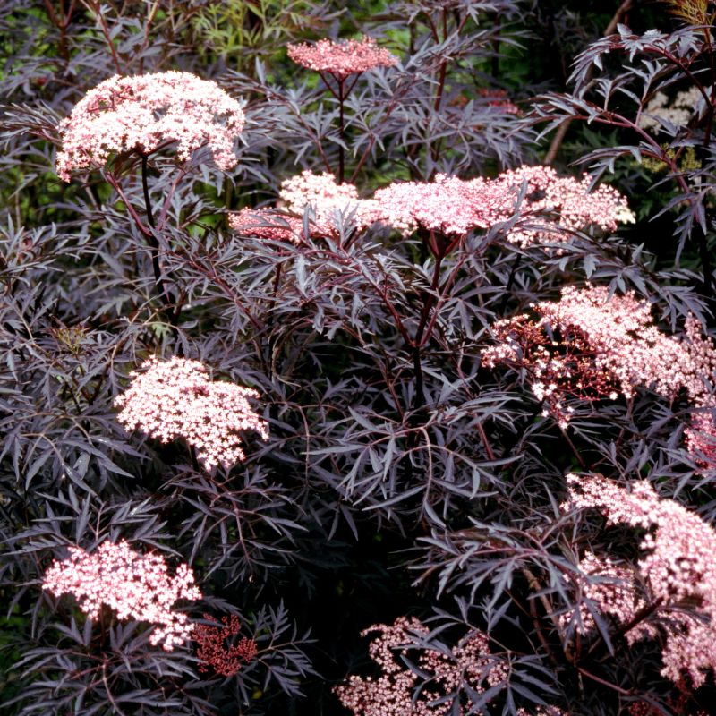 The dark purple-black foliage and bright pink flower clusters of Sambucus 'Black Lace' elderberry