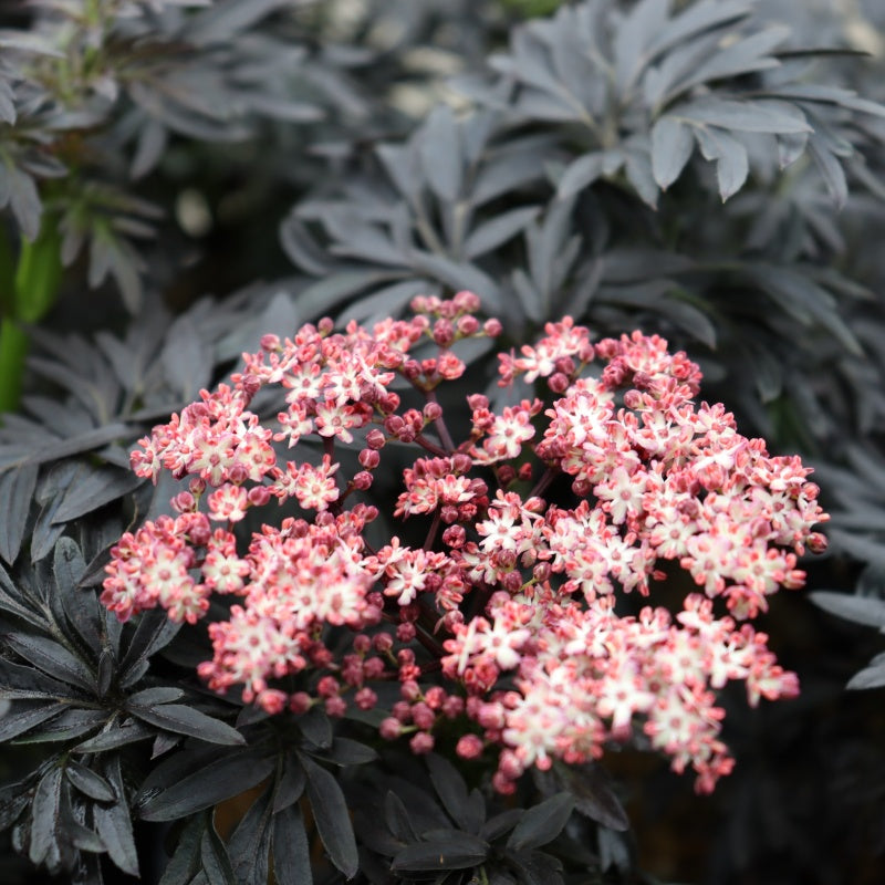 A close-up photo of the showy white and pink flowers and inky, black-purple foliage of Sambucus 'Laced Up' elderberry