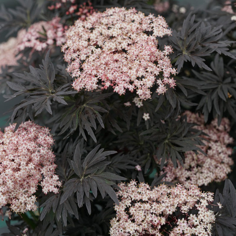 A photo of several pink flower clusters atop lacy black foliage on Sambucus 'Laced Up' elderberry