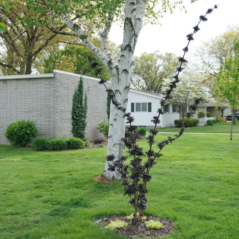 A photo illustrating the upright branching and structure of Sambucus 'Laced Up' elderberry in a yard setting