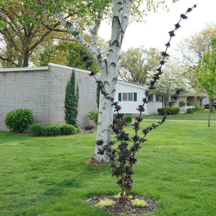 A photo illustrating the upright branching and structure of Sambucus 'Laced Up' elderberry in a yard setting