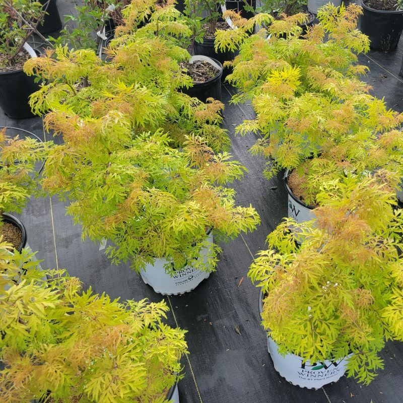 A collection of Sambucus racemosa Lemony Lace® elderberry grown in 3-gallon pots.