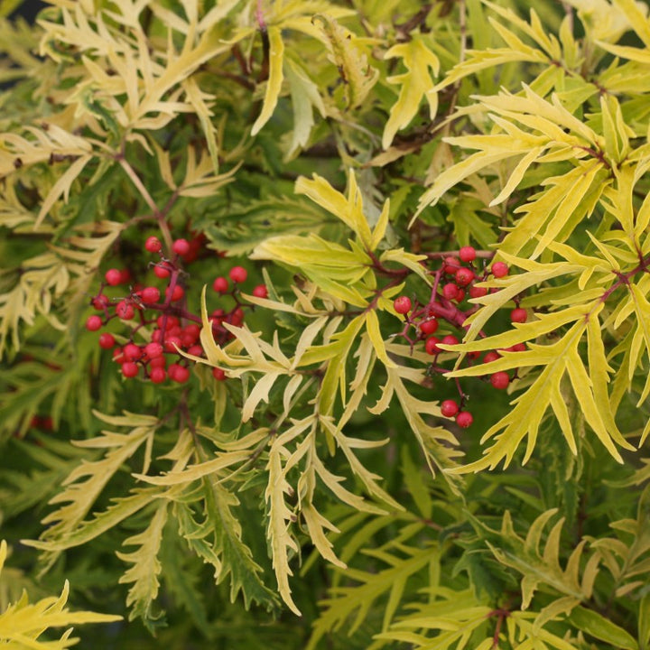 A close-up photo of the lacy yellow foliage and striking bright red berries of Sambucus 'Lemony Lace' elderberry