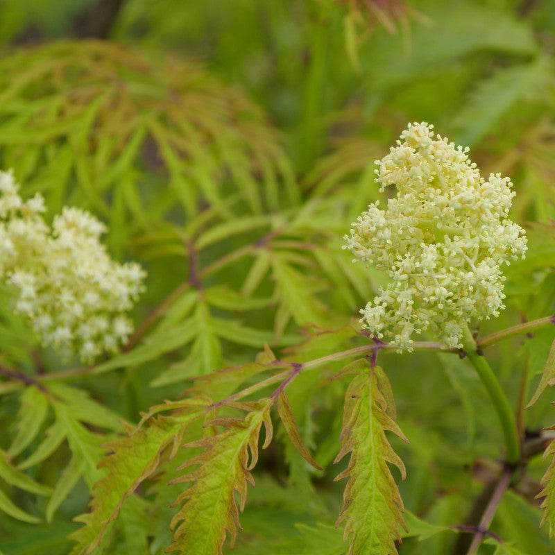A close-up photo of the creamy-white flower clusters and yellow-toned foliage of Sambucus 'Lemony Lace' elderberry