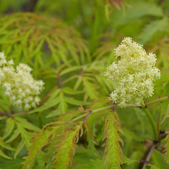 A close-up photo of the creamy-white flower clusters and yellow-toned foliage of Sambucus 'Lemony Lace' elderberry