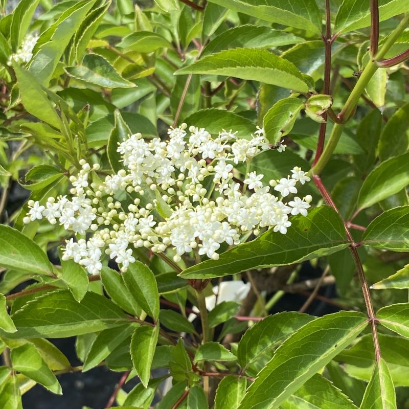 Lacey white flowers of Sambucus canadensis (Elderberry).