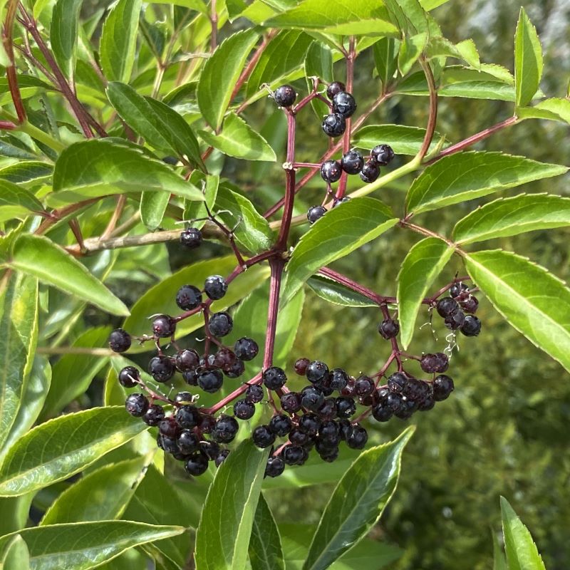 Black-purple fruit of Sambucus canadensis (Elderberry).
