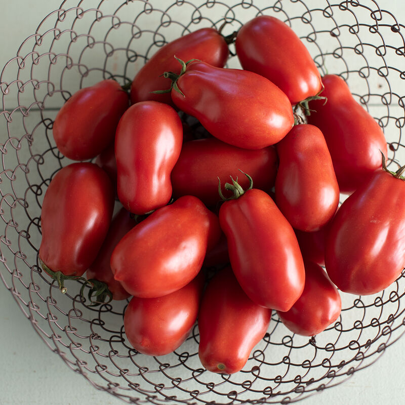 Oblong, plum-sized fruit of the San Marzano tomato variety, harvested and ready for processing.