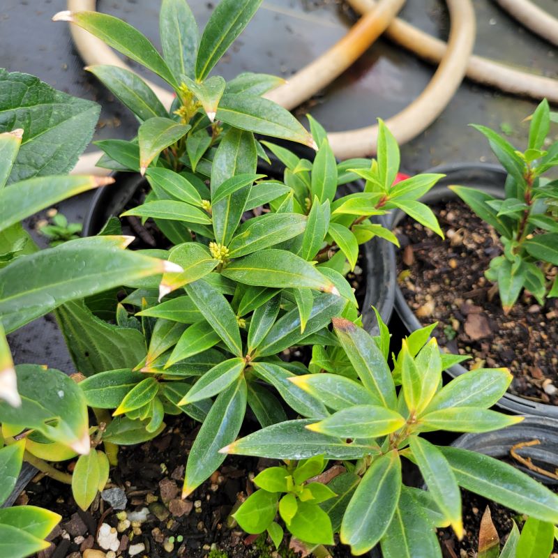 A cloe-up photo of the glossy, evergreen foliage and developing flower buds of Sarcococca hookeriana var. humilis