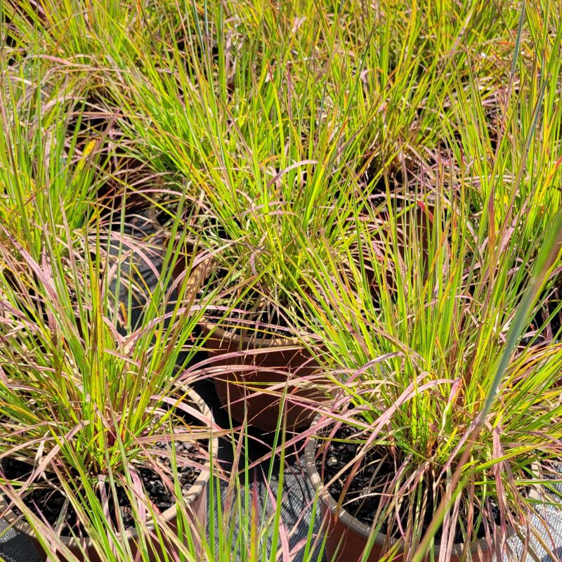 A group of Schizachyrium scoparium 'Little Red Fox' little bluestems grown in 1-gallon containers, showing off green and red coloration