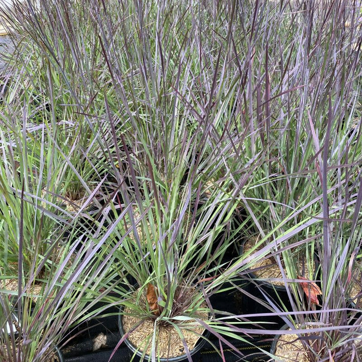 Schizachyrium scoparium 'Smoke Signal' (Little Bluestem) grown in 1-gallon pots.