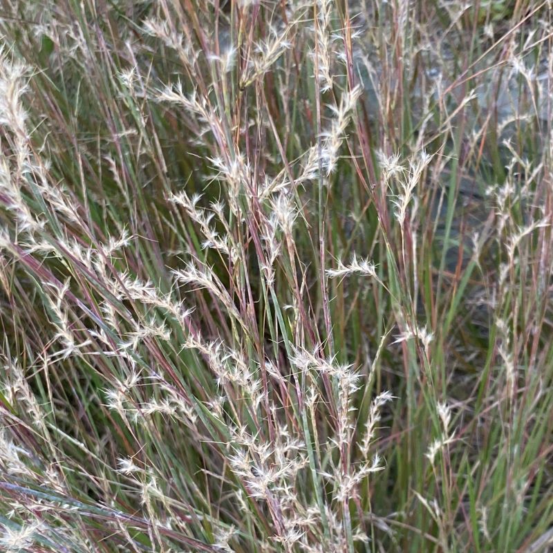 Close-up of fuzzy Schizachyrium scoparium 'Standing Ovation' seed tufts.