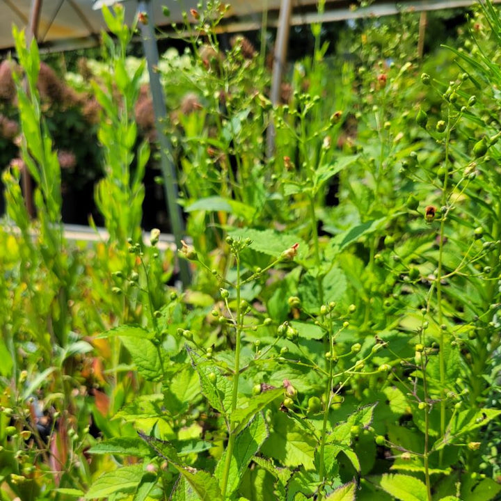 Close-up of the flowers and developing flowers of Scrophularia marilandica (Figwort)