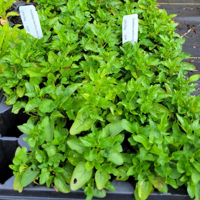 Dense, leafy foliage of Scutellaria lateriflora (Blue Skullcap) grown as LP50 landscaping plugs.