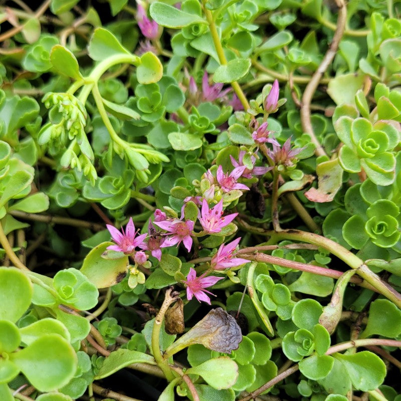 A close-up photo of the small, pink flowers of Sedum spurium 'John Creech' stonecrop