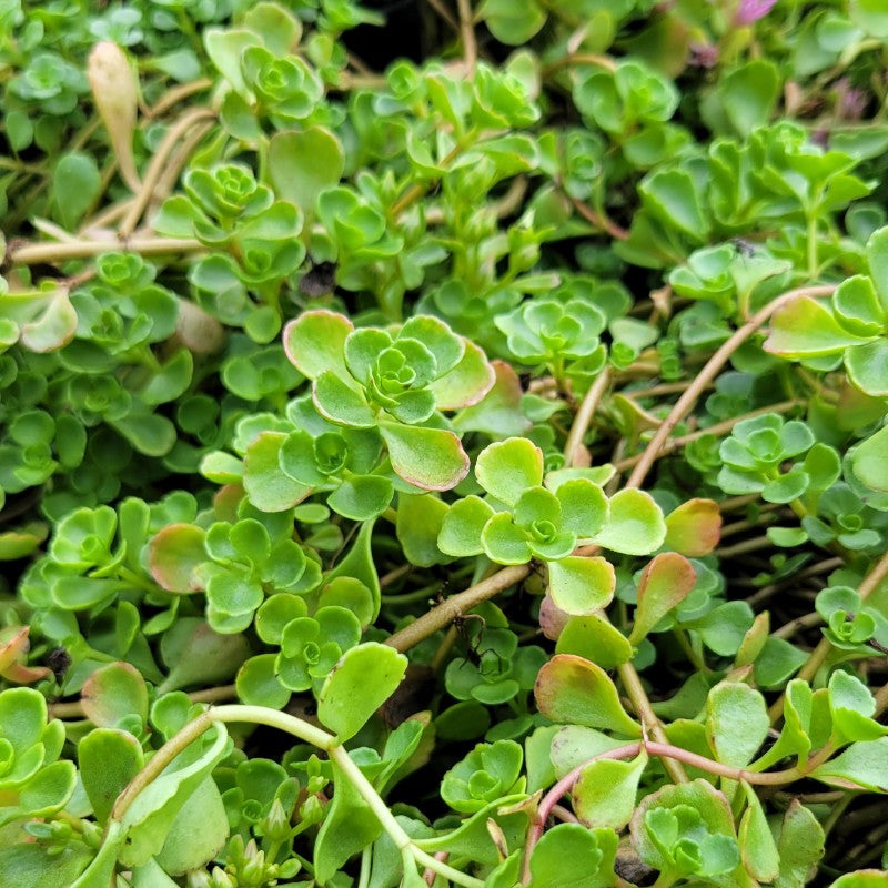 A photo of the green, succulent foliage of Sedum spurium 'John Creech' stonecrop
