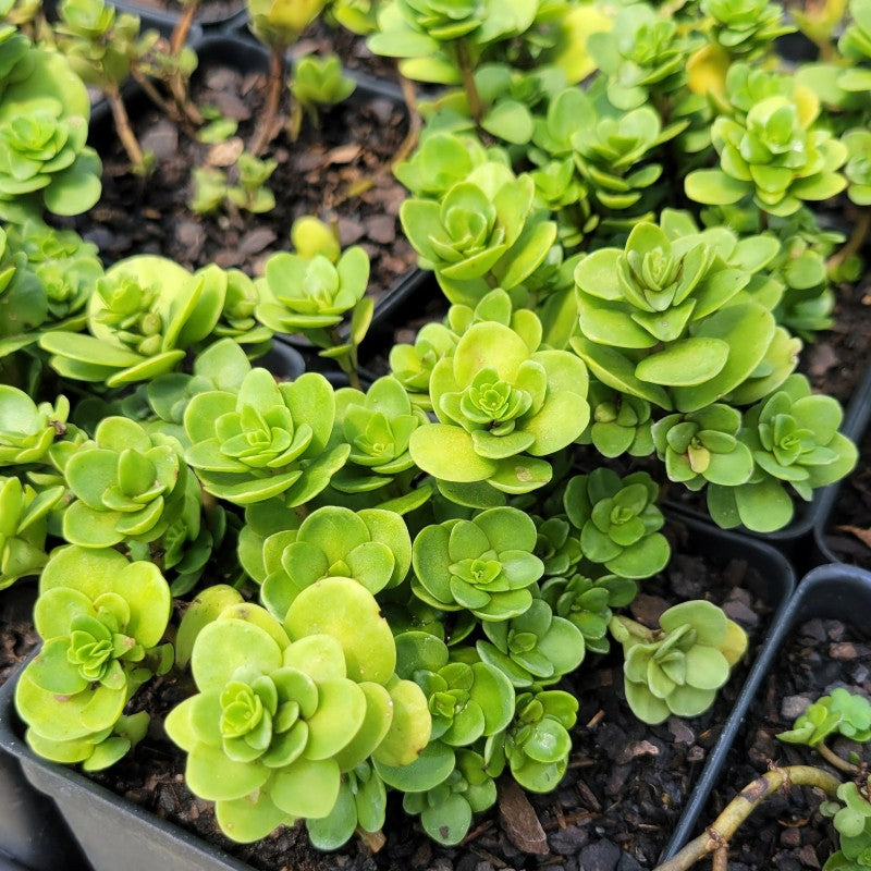 A close-up photo of the rounded, light green, succulent foliage of Sedum ternatum 'Larinem Park' stonecrop