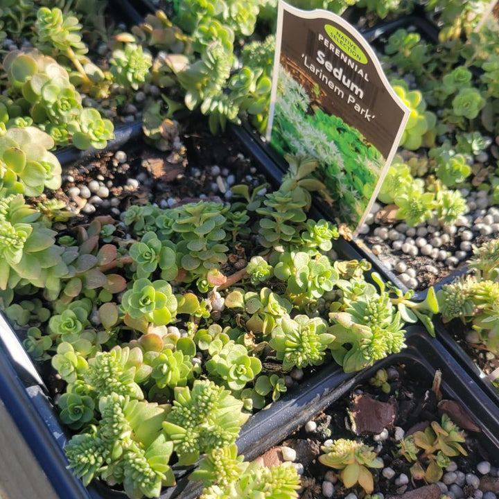 Sedum ternatum 'Larinem Park' grown in quart size containers.