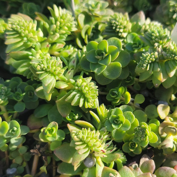Close-up of Sedum ternatum 'Larinem Park' succulent foliage.