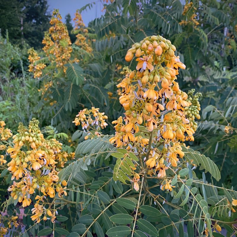Senna hebecarpa (Wild Senna) in bloom with large, yellow flower clusters.