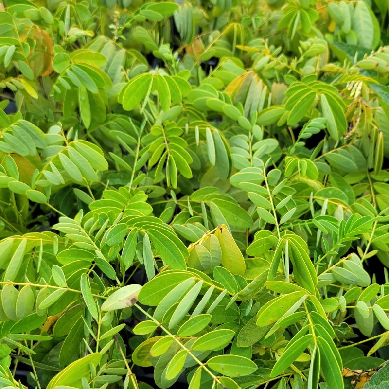 A close-up photo of the vibrant green pinnate foliage of Maryland senna (Senna marilandica)