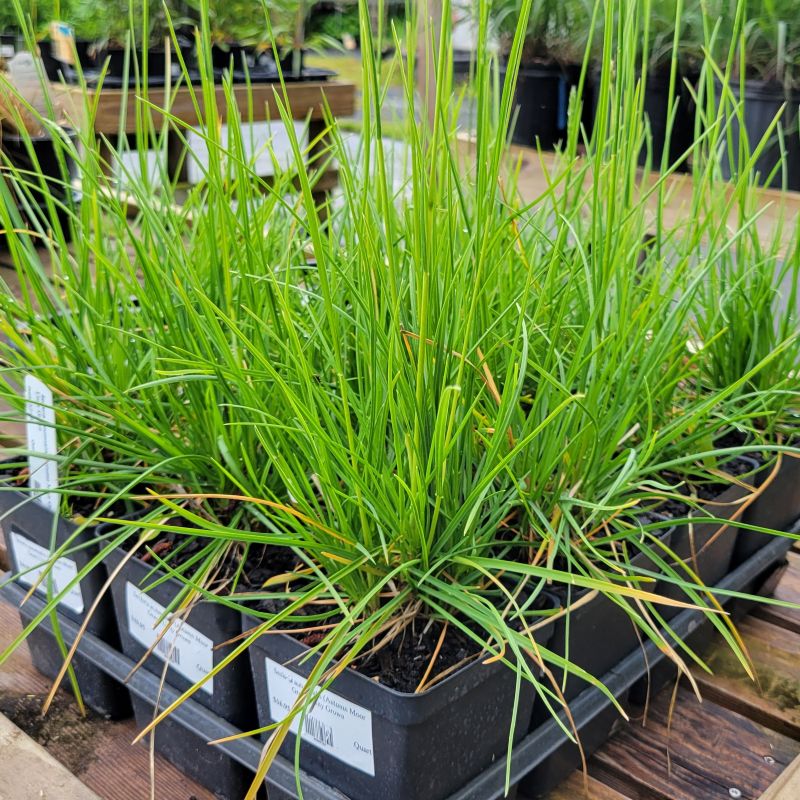 A photo of a group of bright green autumn moor grass plants (Sesleria autumnalis) grown in quart containers