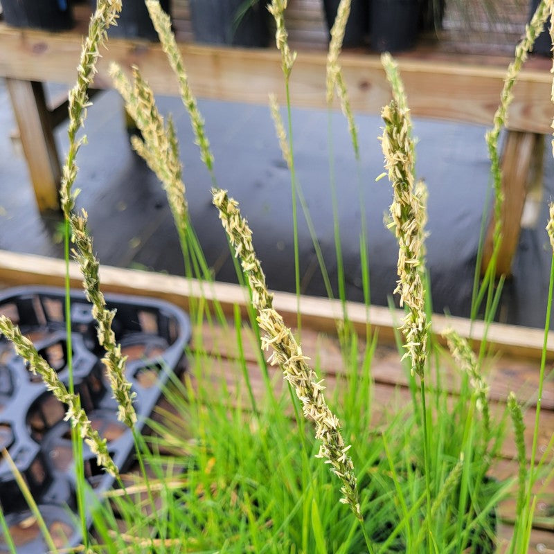 A close-up photo of the small yellow and green flower spikes of Sesleria autumnalis (Autumn Moor Grass)