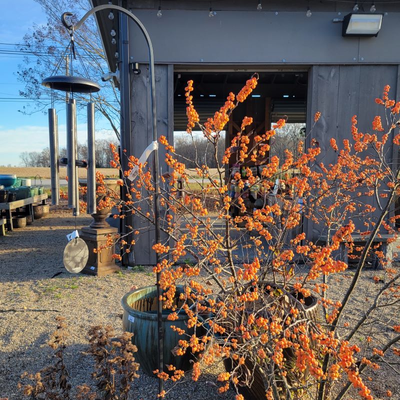 A 90" Shepherd's Hook in using holding a set of silvery windchimes, placed next to a golden winterberry holly.