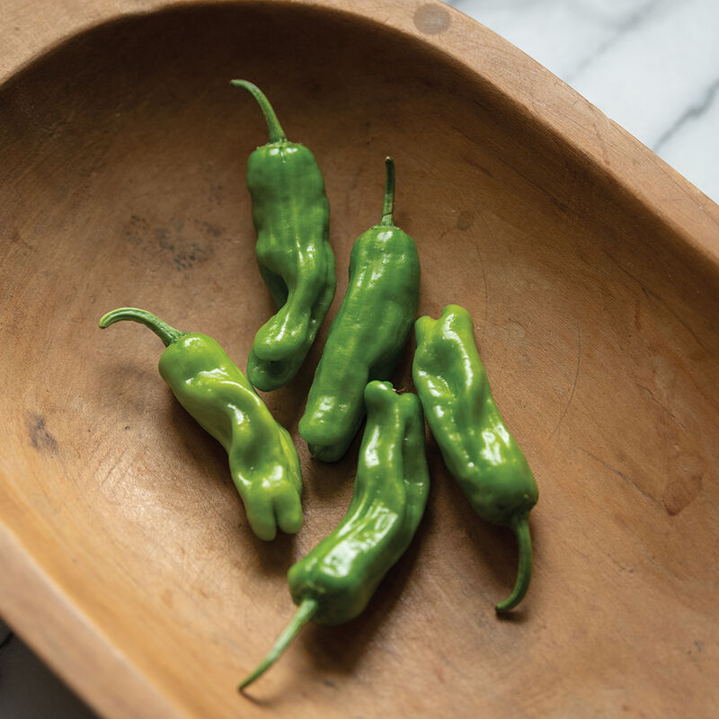 Green shishito peppers, ready for grilling, roasting, or frying.