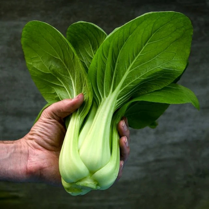 A large head of Shuko Bok Choy/Pak Choy with a hand for scale.