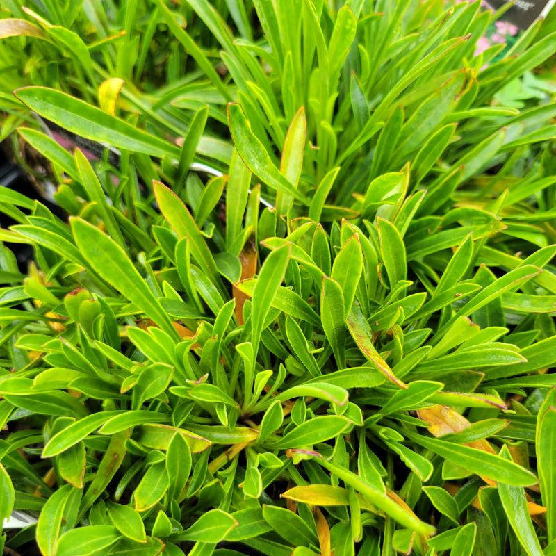 A photo of the bright-green, low-growing foliage of Silene caroliniana var. wherryi 'Short and Sweet' (Wild Pink)
