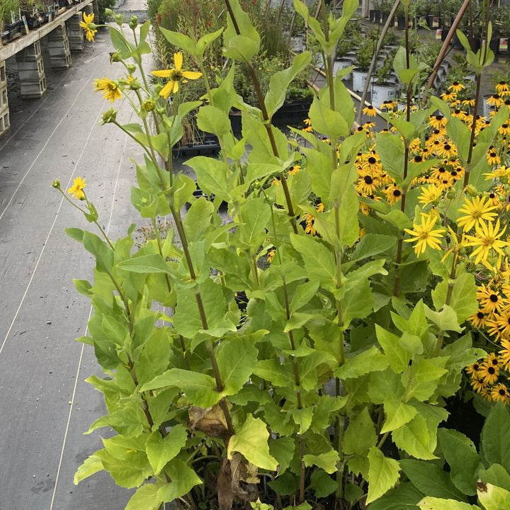 Silphium perfoliatum (Cup Plant) with yellow flowers in quart size pots.