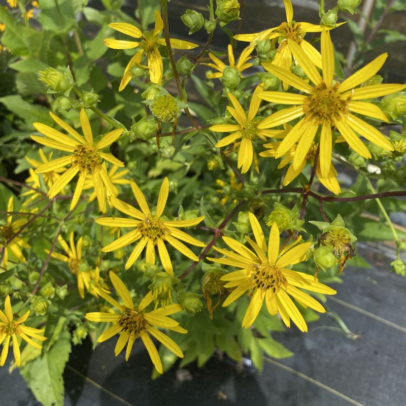 Close-up photo of Silphium trifoliatum (Whorled Rosinweed) with buds and yellow flowers.