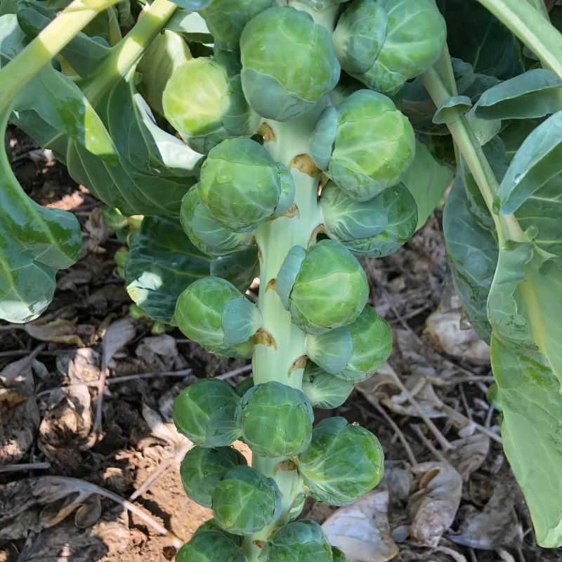 Silvia Brussel Sprouts growing on stalk in a garden.
