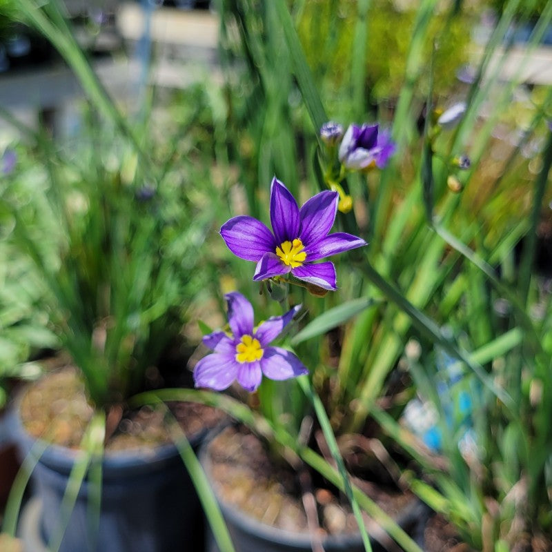 A close-up of several 6-petaled blue-purple and yellow flowers of 'Lucerne' blue-eyed grass (Sisyrinchium angustifolium)