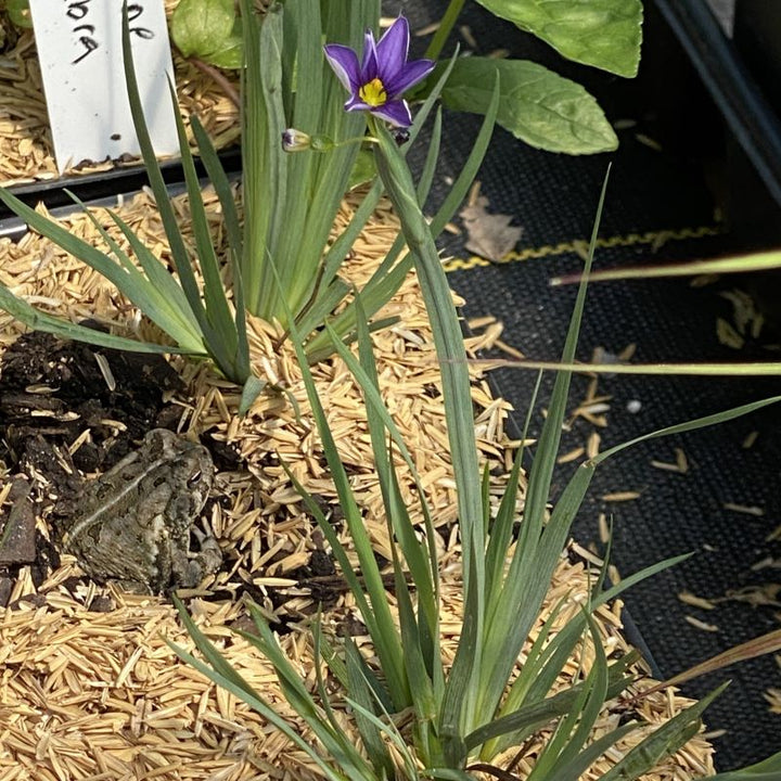 Sisyrinchium angustifolium 'Lucerne' (Blue-eyed Grass) with purple flower and a toad.