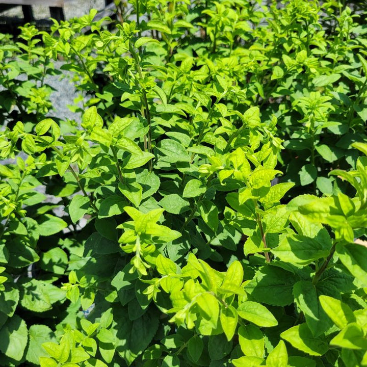 Low-growing foliage of Solidago sphacelata 'Golden Fleece' (Autumn Goldenrod)