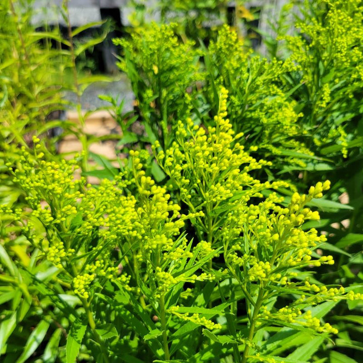 A close-up of Solidago 'Dansolitlem' Little Lemon (Goldenrod) with developing flower buds