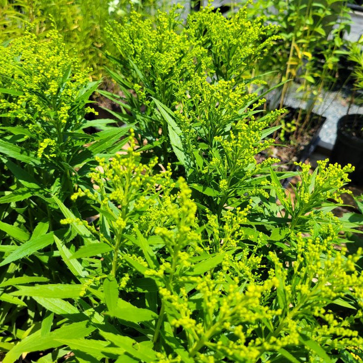 A group of Solidago 'Dansolitlem' Little Lemon (Goldenrod) grown in quart-sized pots