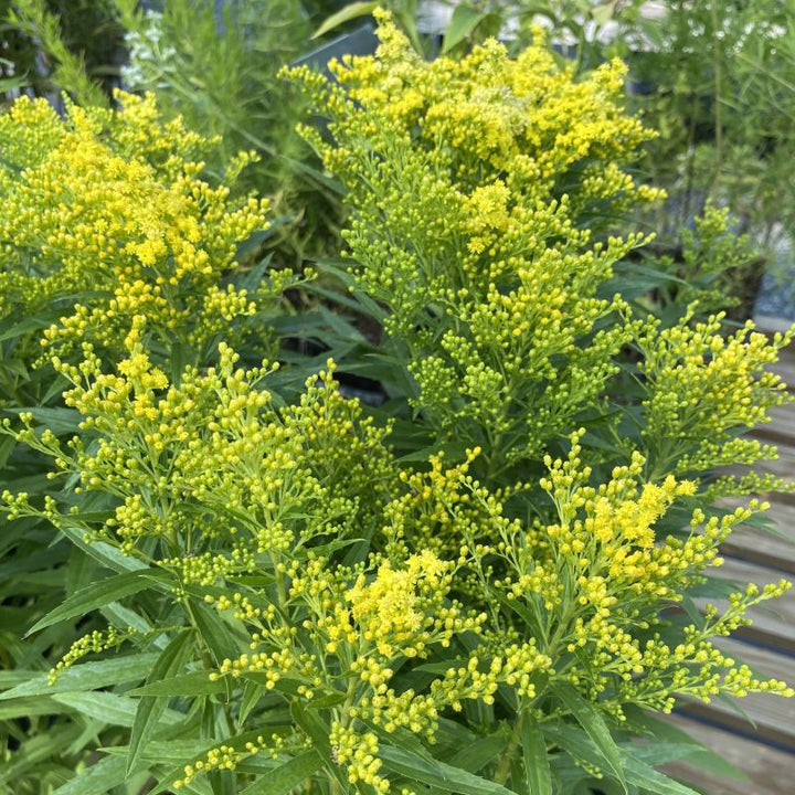 Lemony yellow flowers of Solidago 'Little Lemon'