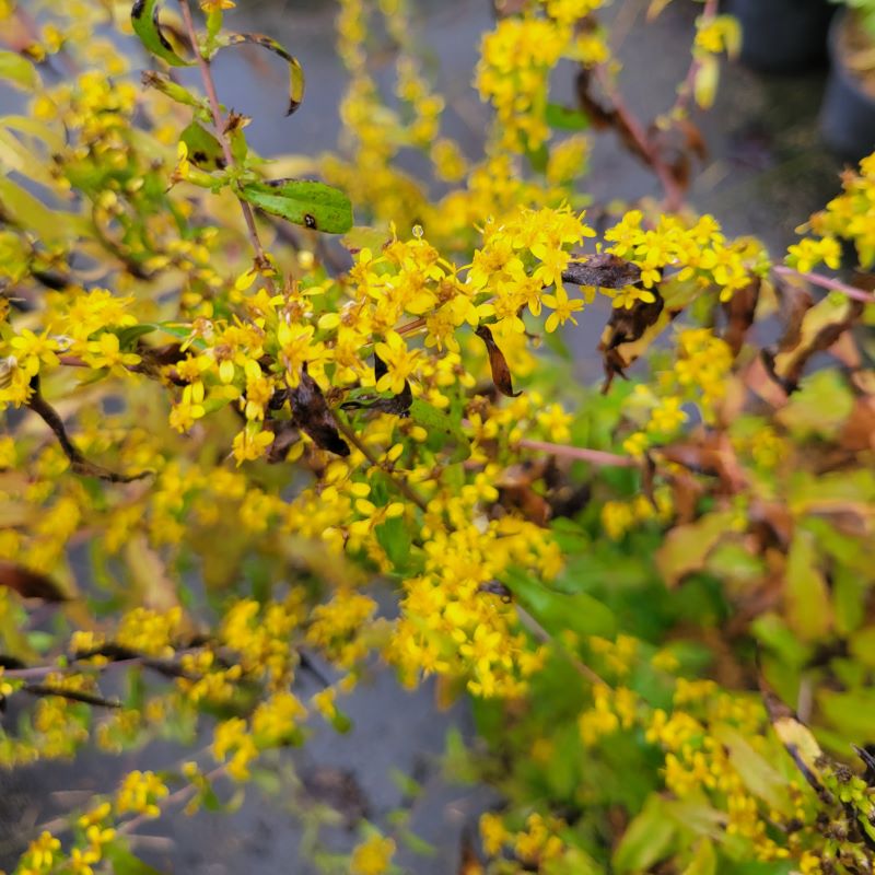 A photo of the dense, late-season yellow blooms of Solidago caesia (Blue-stemmed Goldenrod)