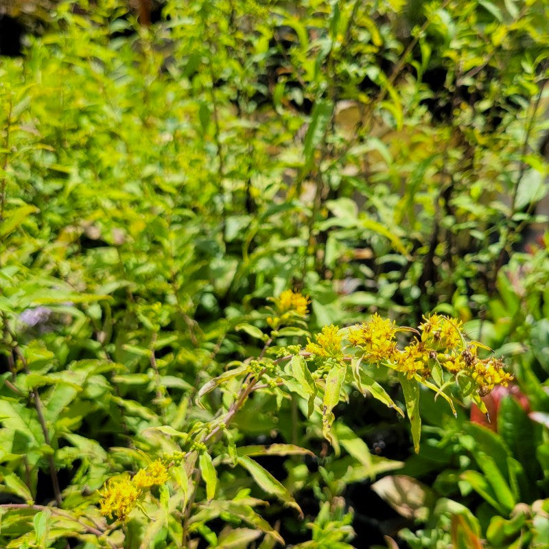 A close-up photo of the draping spikes of yellow flowers on Solidago caesia (blue-stem goldenrod)