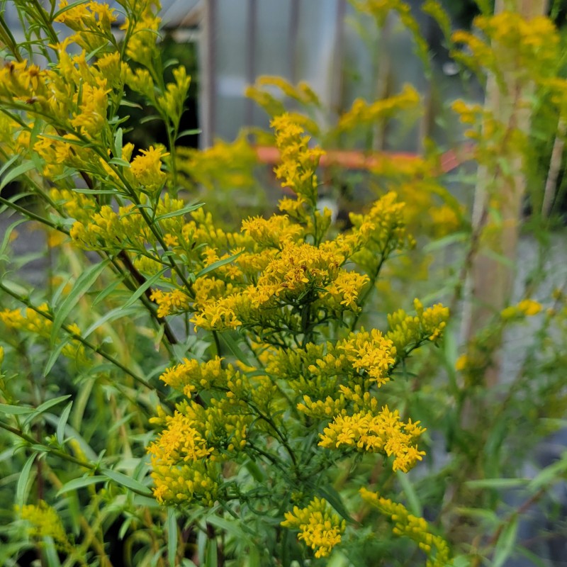 A close-up photo of the small, yellow flowers of Solidago juncea (Early Goldenrod) in late summer.