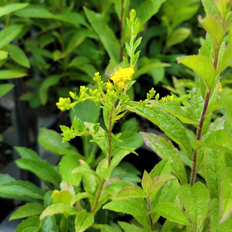 Close-up of bright green foliage and small yellow flowers of Solidago rugosa ((Rough-leaved Goldenrod)