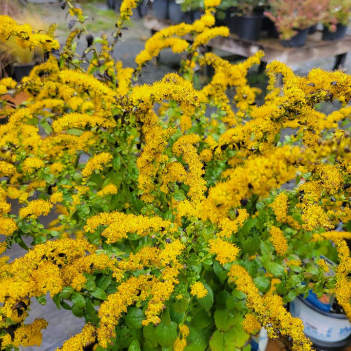 A close-up photo of the dense, showy golden-yellow flowers of Solidago sphacelata 'Golden Fleece' (Autumn Goldenrod)