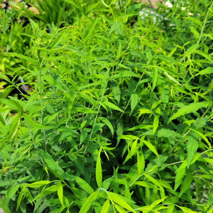 Attractive, lightly blue-hued foliage of Solidago caesia (Blue-stemmed Goldenrod) grown in quart-sized pots