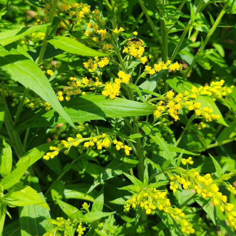 Close-up of yellow Solidago canadensis 'Little Miss Sunshine' (Dwarf Goldenrod) flowers in bloom
