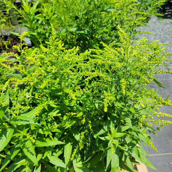 Solidago canadensis 'Little Miss Sunshine' (Dwarf Goldenrod) foliage and flower buds