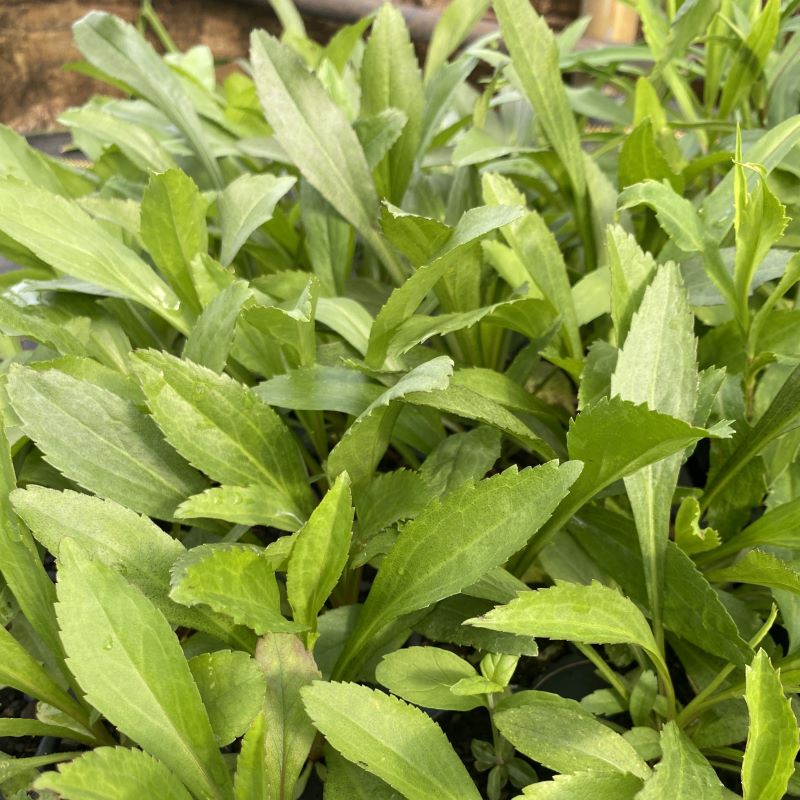 Young Solidago juncea (Early Goldenrod) foliage grown in LP50 size plugs.